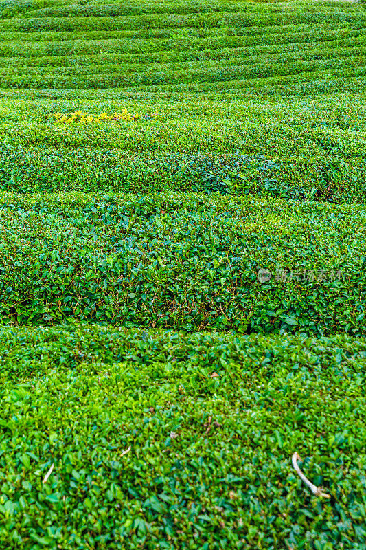 茶园景观，Rize，土耳其