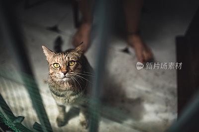 猫对着相机摆姿势