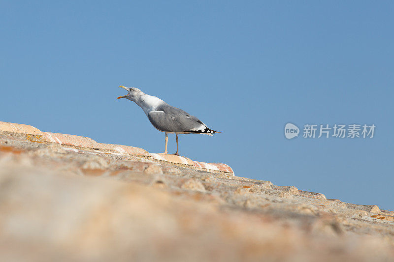 阿尔加维,葡萄牙