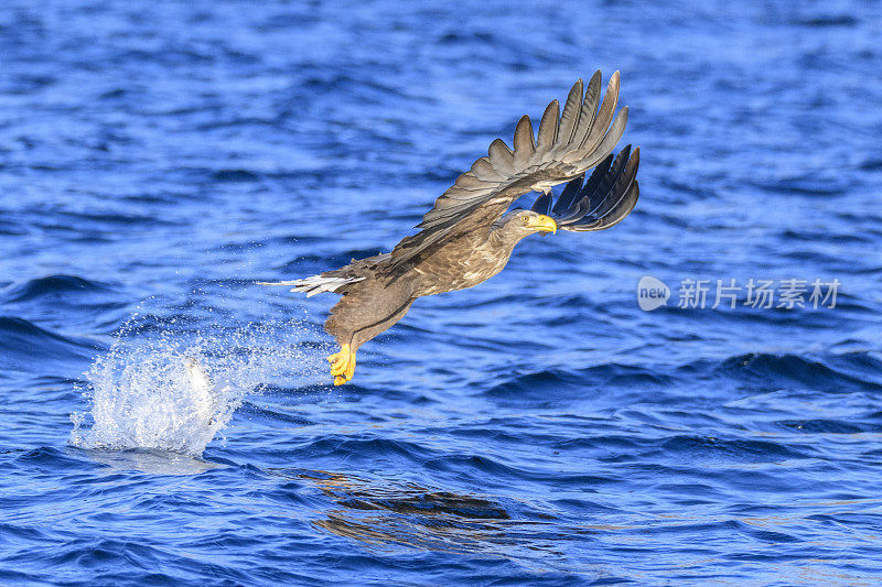 在挪威北部峡湾狩猎的白尾鹰或海雕