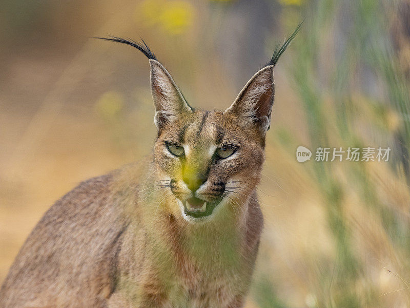 大草原沙漠中的猞猁