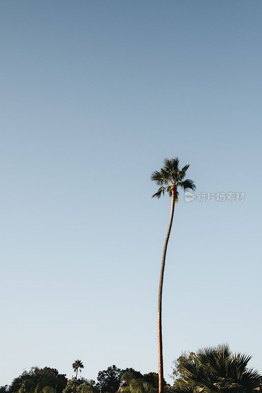 单棵高棕榈树