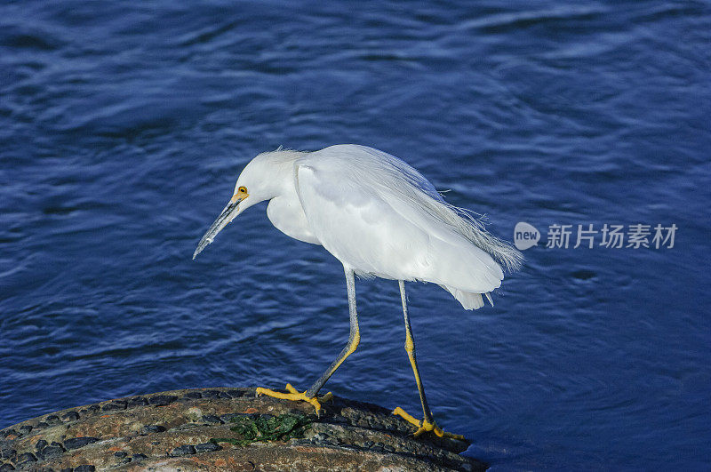 白鹭站在涵洞上的特写