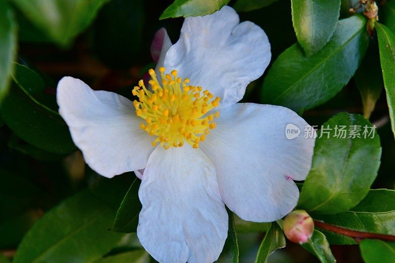 山茶花油茶花