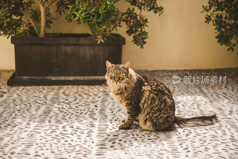 希腊圣托里尼岛伊亚的流浪猫