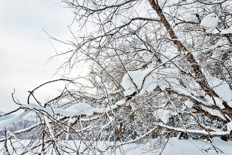 树枝上覆盖着雪