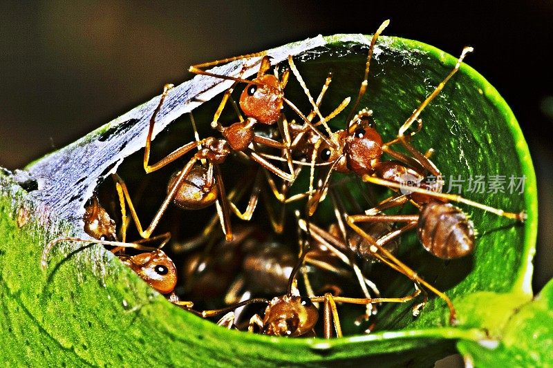 蚁巢中的蚂蚁(折叠的叶子)