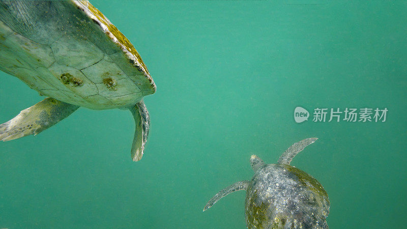 两只绿海龟游走了