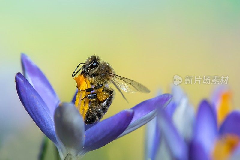 蜜蜂在磨粉