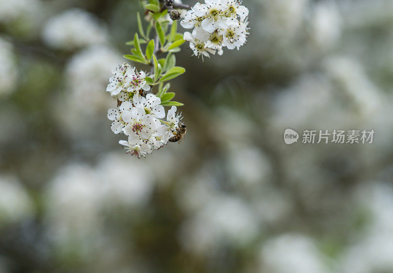 美丽的春天的花朵