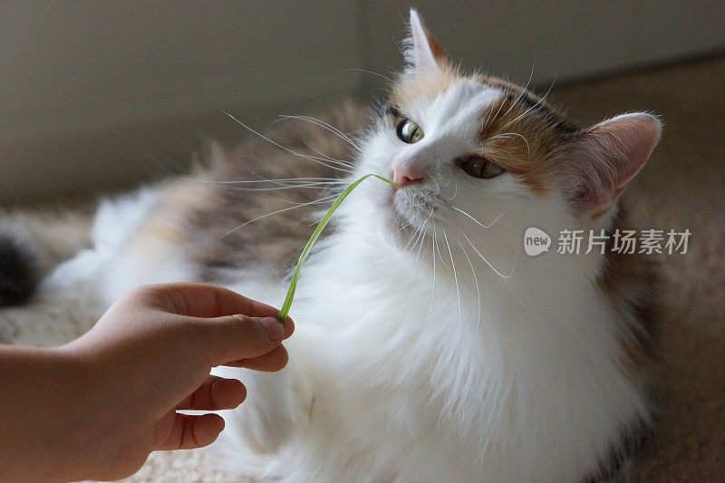 猫嗅草