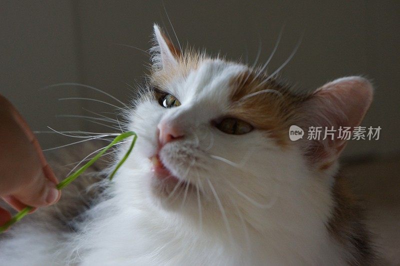 猫嗅草