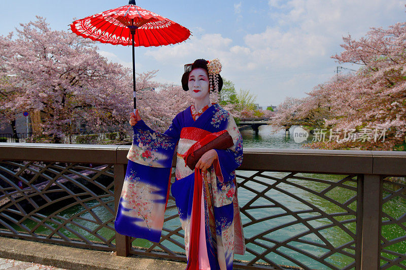 穿着美子服饰的日本女人在京都的桥上欣赏樱花