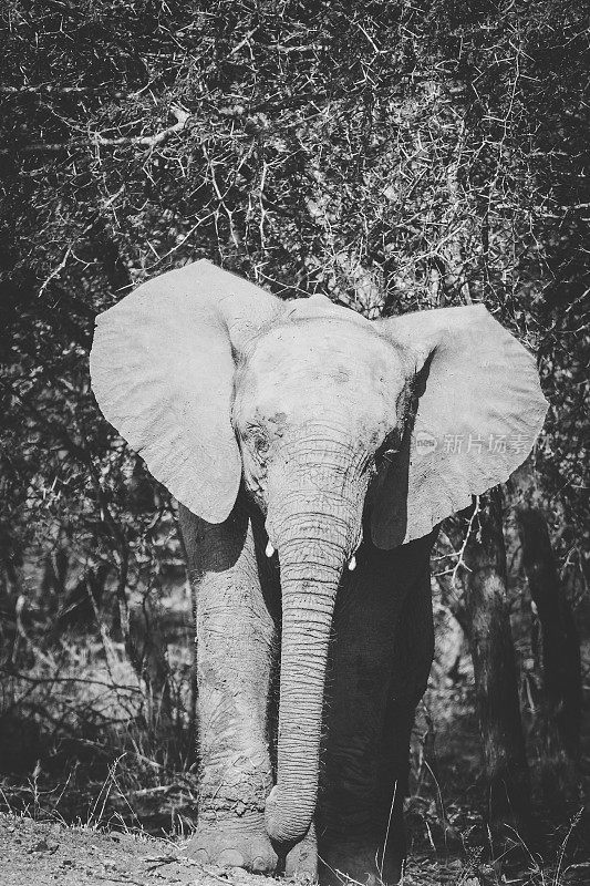 近距离拍摄的非洲象。