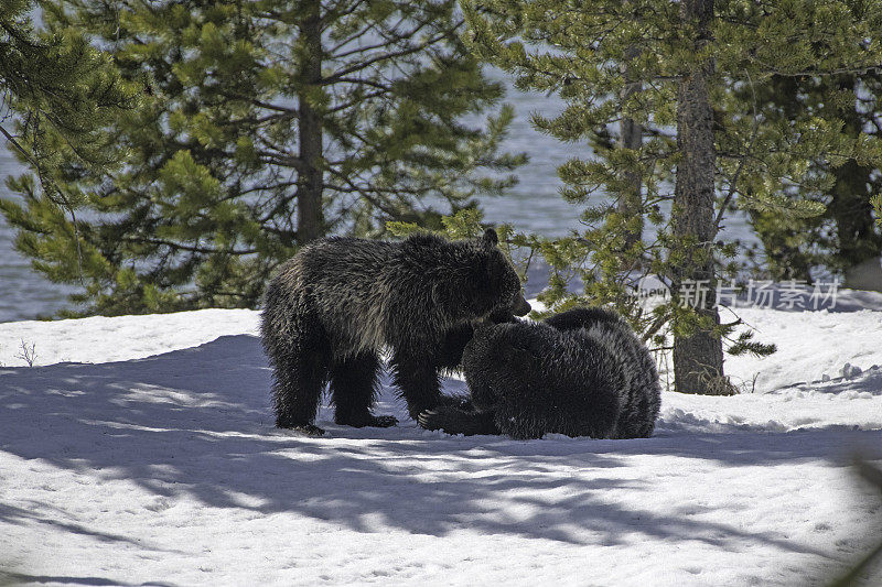 灰熊在雪地里玩耍、打架、摔跤