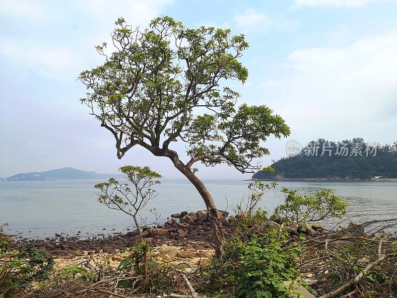 香港大屿山芝麻湾半岛的树木