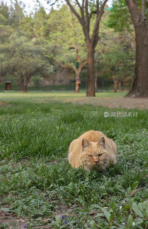 草坪上的流浪猫