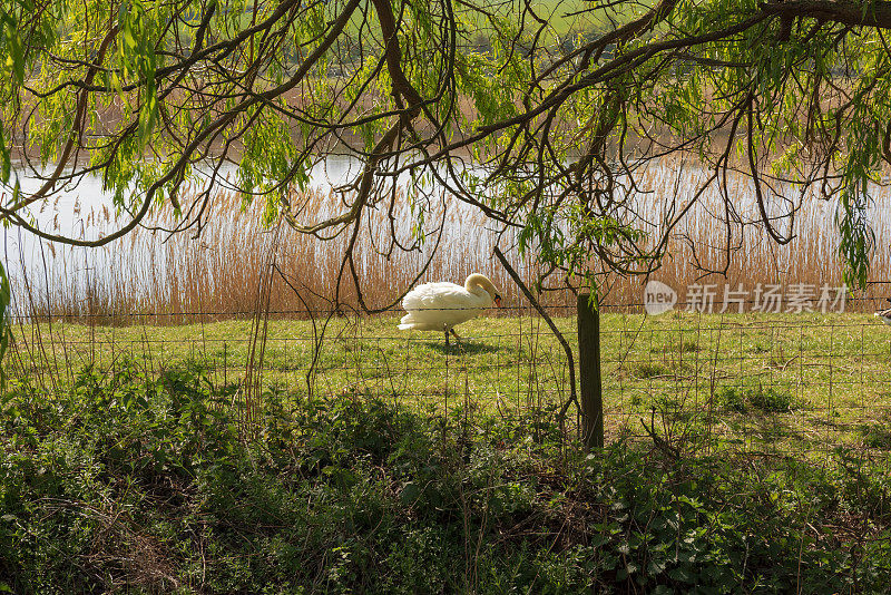 在林肯郡巴顿附近的湿地，一只天鹅在湖边的草地上行走