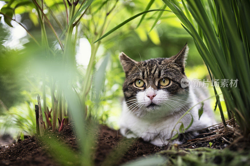 野猫躲在后院的植物里。