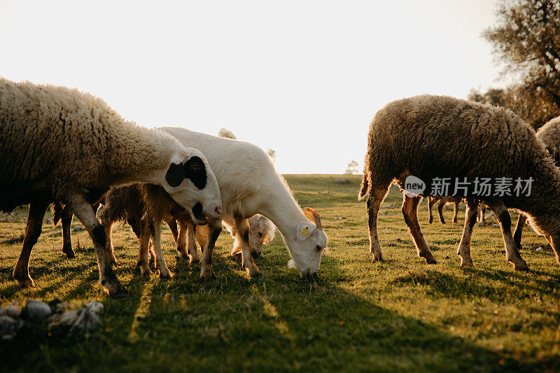 春天的小羊羔和妈妈