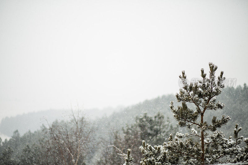 降雪期间的松果