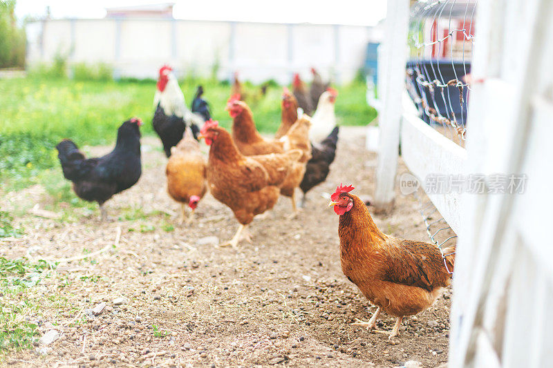 罗德岛红和品种谷仓放养鸡在农村西部科罗拉多户外