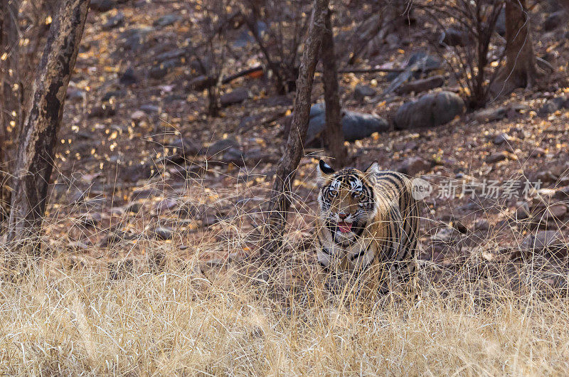 孟加拉虎，Ranthambore，印度