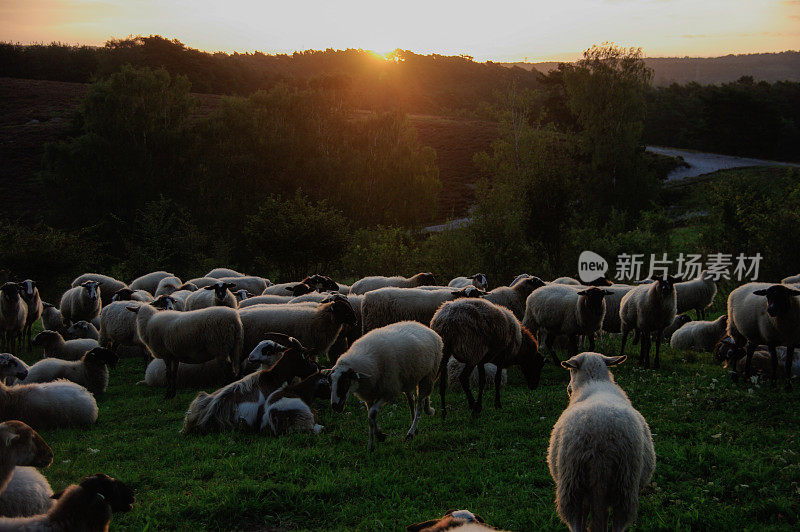 日出时一群羊
