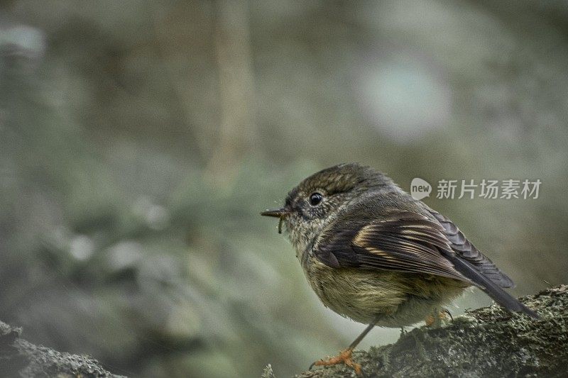 位于新西兰奥塔哥的热带雨林中的雌性南岛汤姆提特