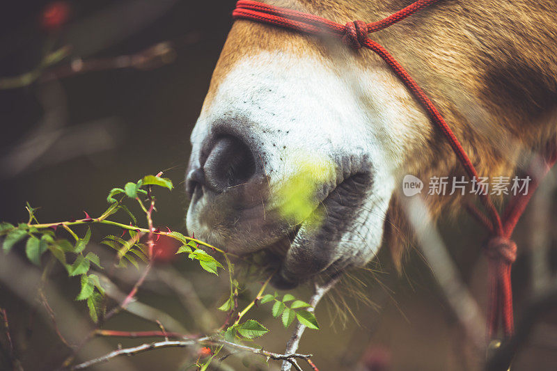 马小心地吃着灌木中的玫瑰果