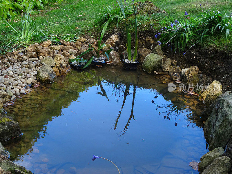 浅水小花园野生动物池塘图像在花园草坪草用PVC丁基橡胶池塘内衬，风铃花，石头和卵石为镶边，边缘植物，砾石为野生动物，两栖动物，青蛙，刺猬溺水小野生动物