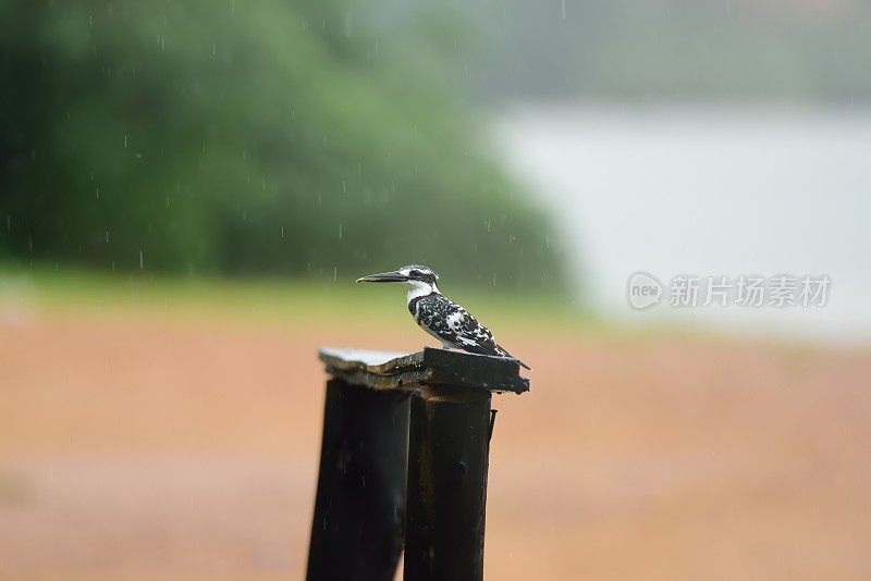 雨中的花衣翠鸟