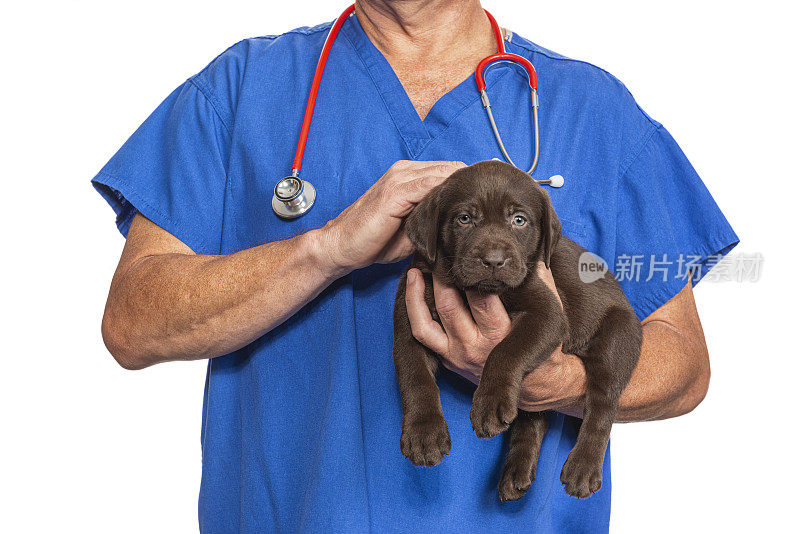 一名雄性兽医正在抚摸一只8周大的巧克力色拉布拉多小狗