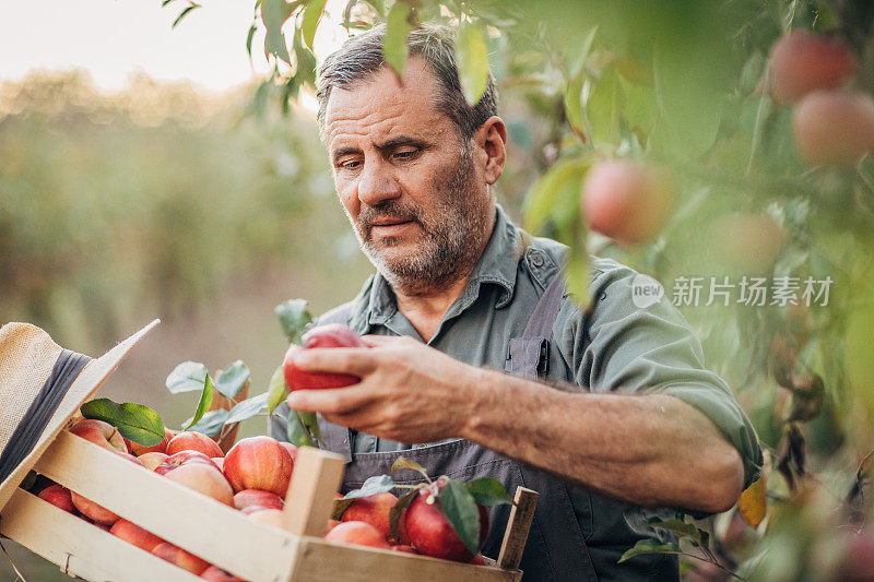 一个高年级学生自己也在果园里摘苹果