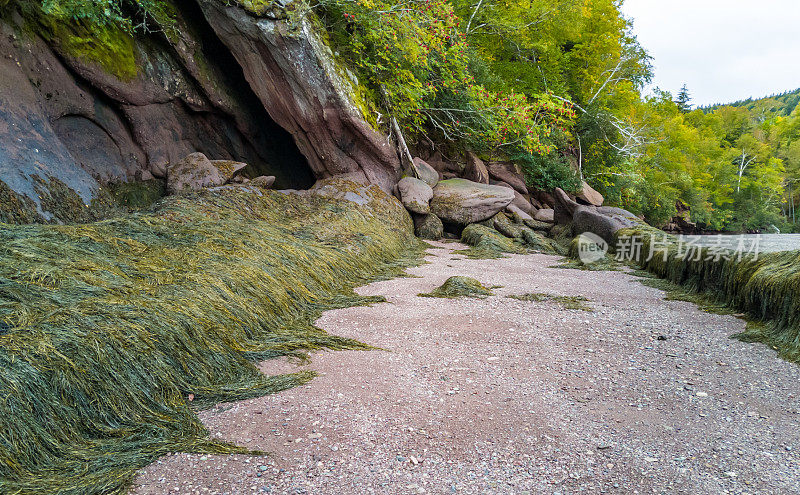 在加拿大新不伦瑞克的伍尔夫点退潮时发现的海藻
