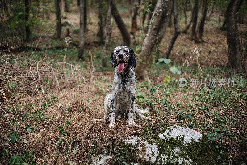 忠诚的猎犬正在休息