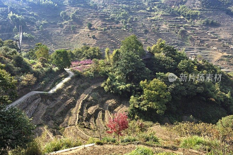 婺源——秋天收获后的梯田