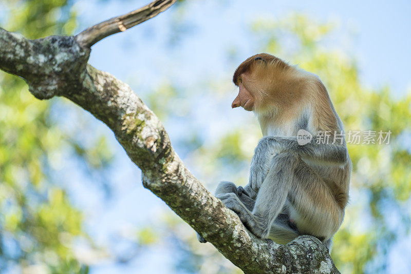 马来西亚婆罗洲自然环境中长鼻猴的侧面像