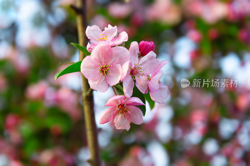 春天开花的海棠树