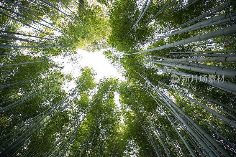 京都竹林