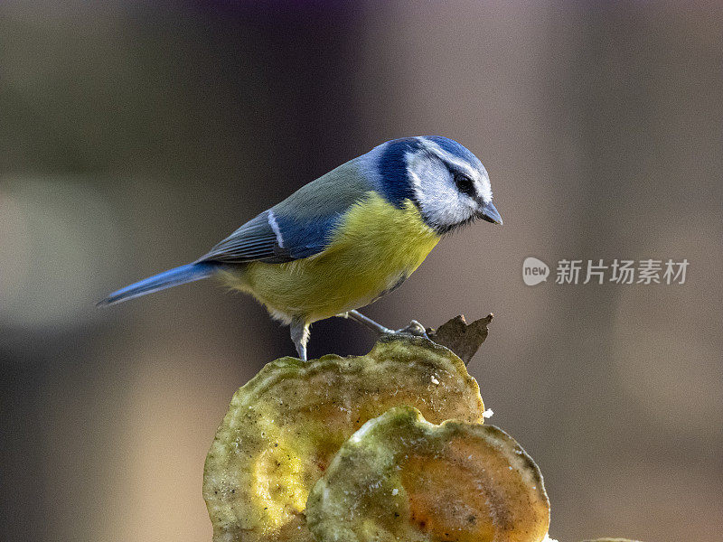 辛西法雷拉