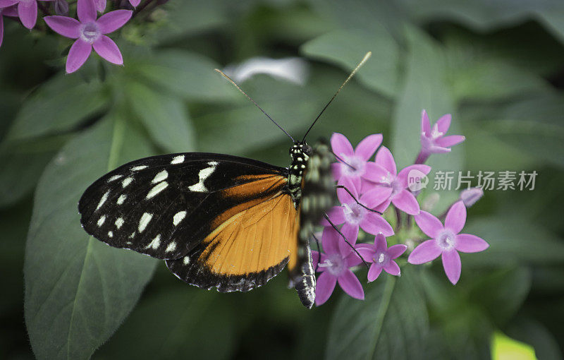 马来草蜻蛉蝴蝶