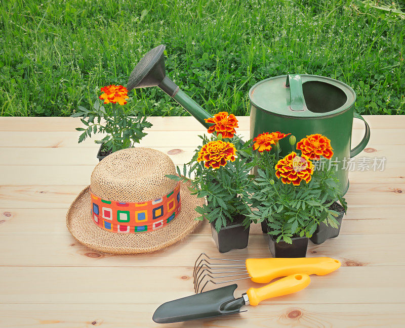 户外万寿菊幼苗，草帽，园艺工具和喷壶。