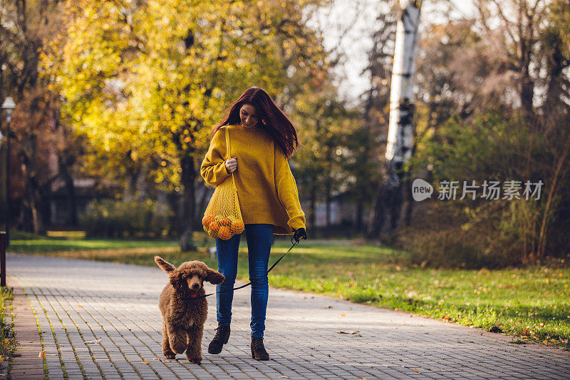 买完杂货后，一只红色标准贵宾犬的年轻宠物主人