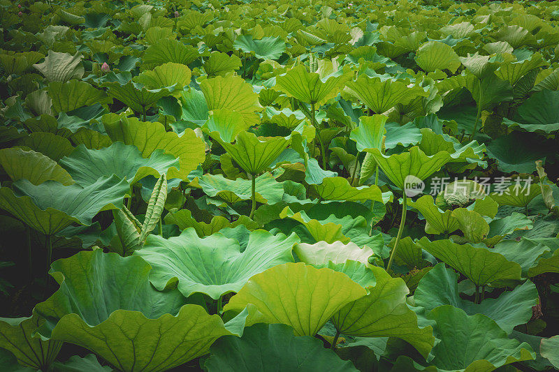 Lotus植物背景