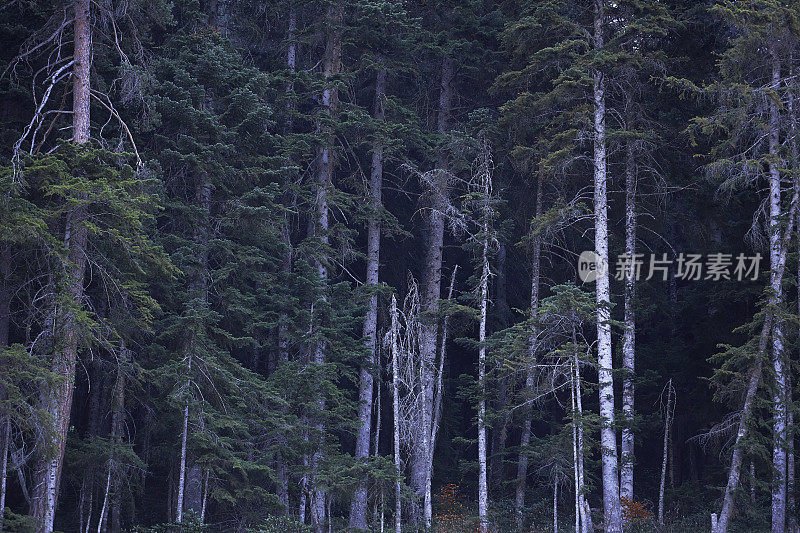 健康的绿色树木在云杉，冷杉和松树森林