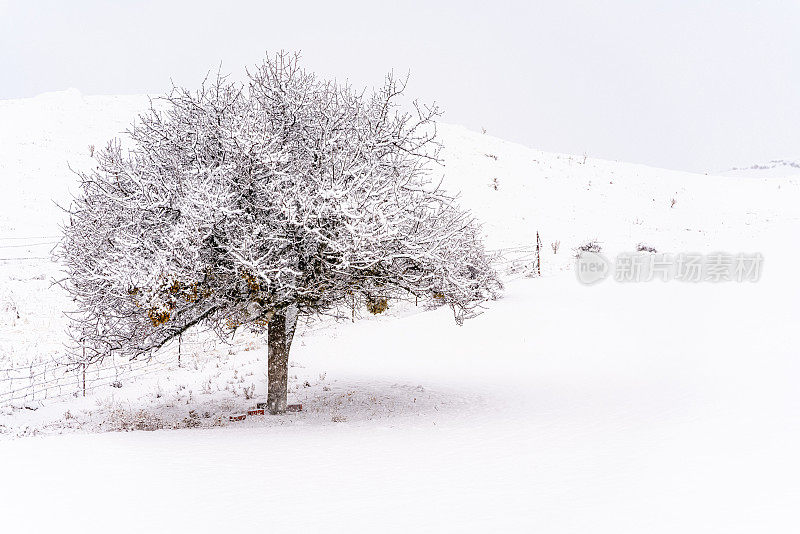 树在冬天，下雪