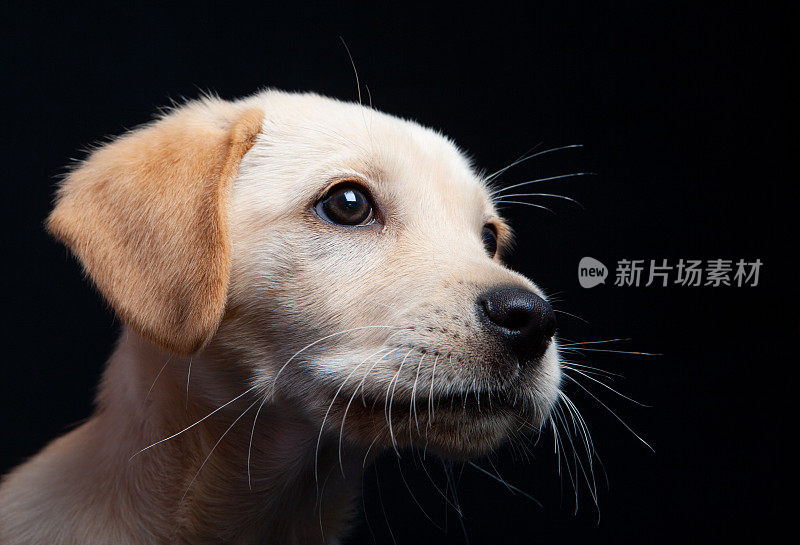 一个黄色的拉布拉多猎犬混种幼犬的肖像在黑色的背景下