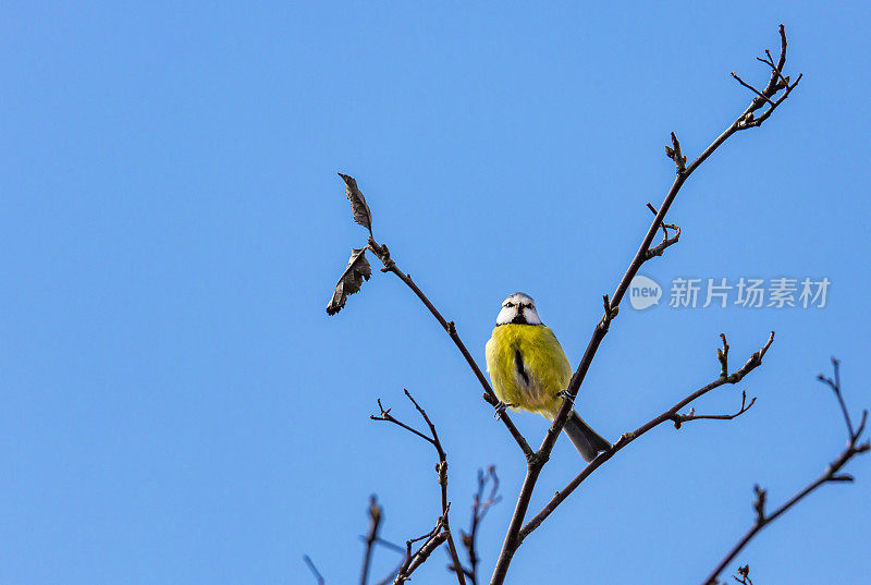 蓝冠山雀