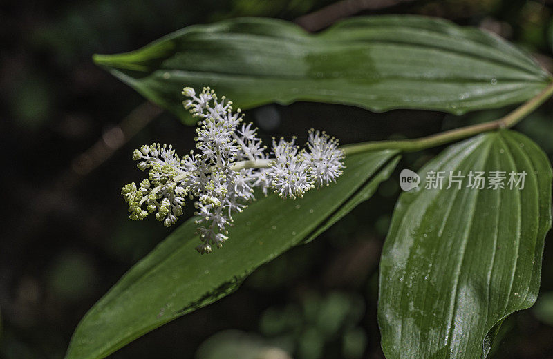 总状Maianthemum总状Maianthemum(蜜桔，羽状假铃兰，假所罗门纹章，所罗门羽饰或假滴香菊;草原溪红木州立公园，菝葜;